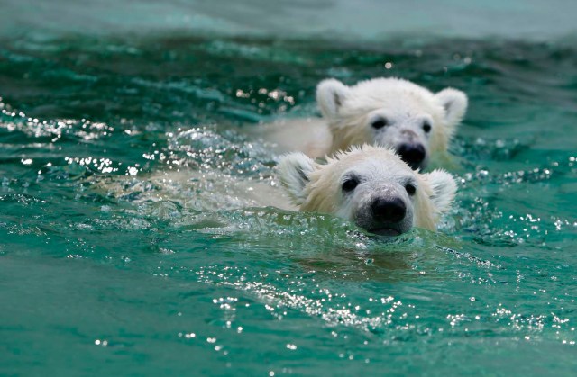 Cachorros de oso polar Gemelas Nela y Nobby juegan afuera en su nuevo recinto en el zoológico Tierpark Hellabrunn en Munich (Foto Reuters Michela Rehle)