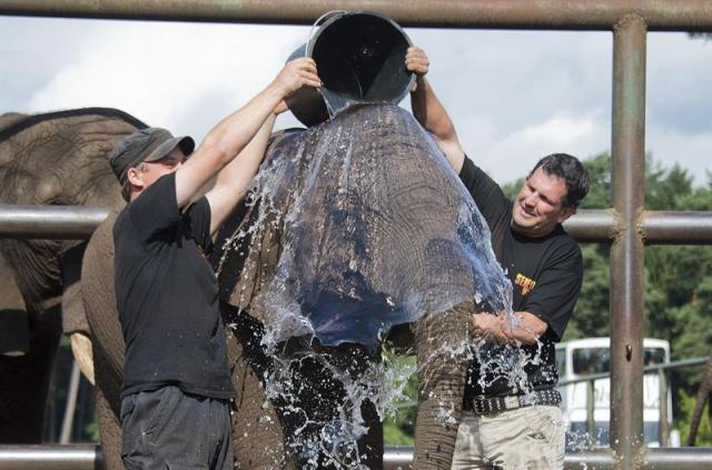 Dos cuidadores echan un cubo de agua sobre la elefanta Nelly en el parque Serengeti en Alemania. EFE