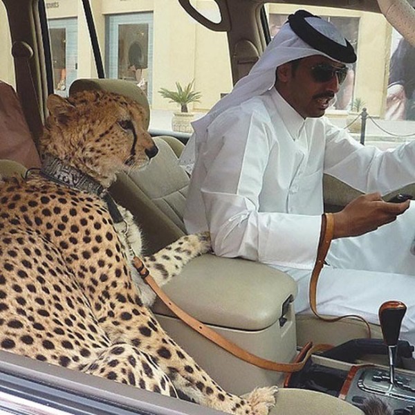 Dubai taught us that large exotic cats are totally like dogs, right2