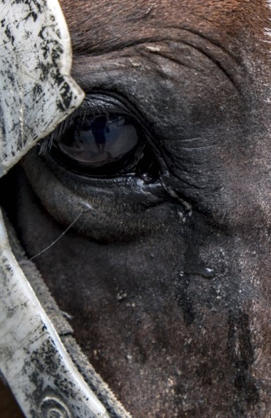 COLOMBIA-CARTAGENA-TOURISM-HORSE