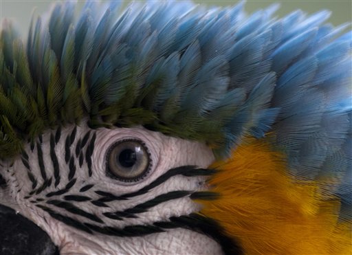 Una guacamaya posada en la orilla de una ventana espera ser alimentada por el dueño del apartamento en Caracas, Venezuela. El ave emblemática de Caracas, la guacamaya azul y oro, es una de cuatro especies que habitan el valle