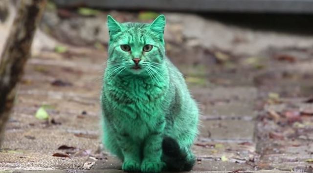 Gato verde