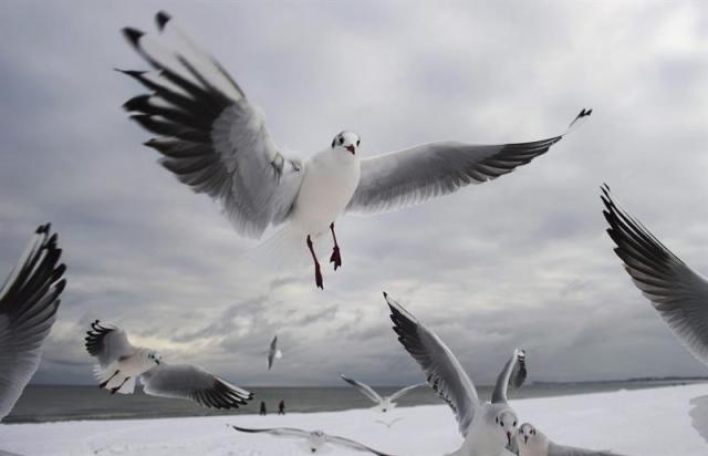  Unas gaviotas vuelan en la playa de Karlshagen (Alemania), a orillas del mar Báltico, en un día gris plomizo hoy, martes 3 de febrero de 2015. EFE/Stefan Sauer