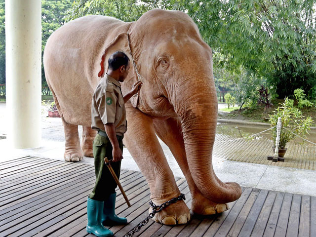 Myanmar's white elephants not just a tourist attraction