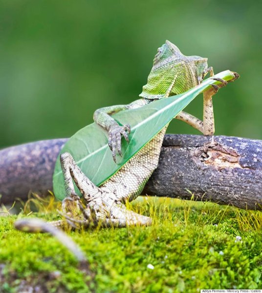 lagarto rockero