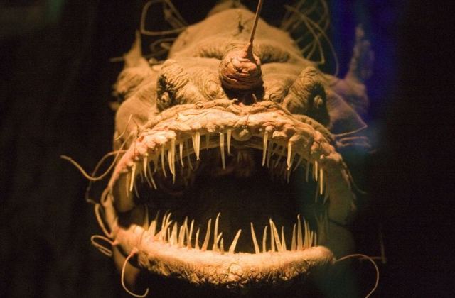 ocean-creatures-angler-fish-front