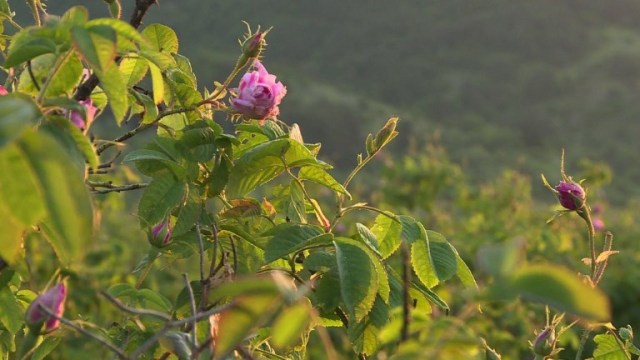 Bulgaria