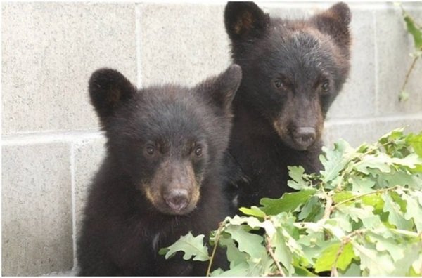 Foto: Crías de oso negro rescatadas en Canadá / lavanguardia.com/