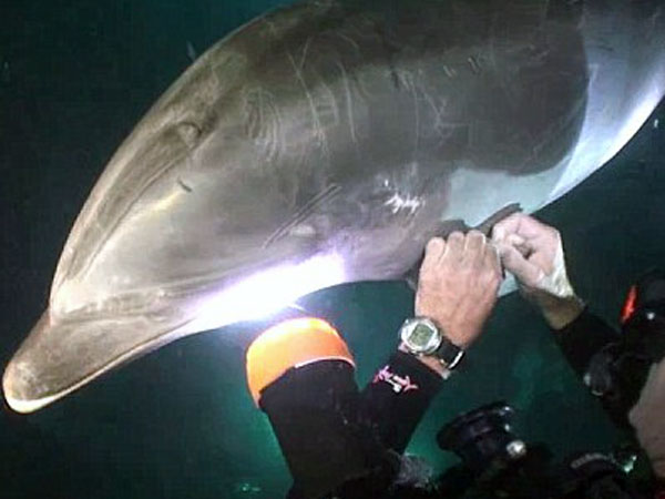 ¡Wow! Este delfín le pidió ayuda a un buzo para que lo liberara