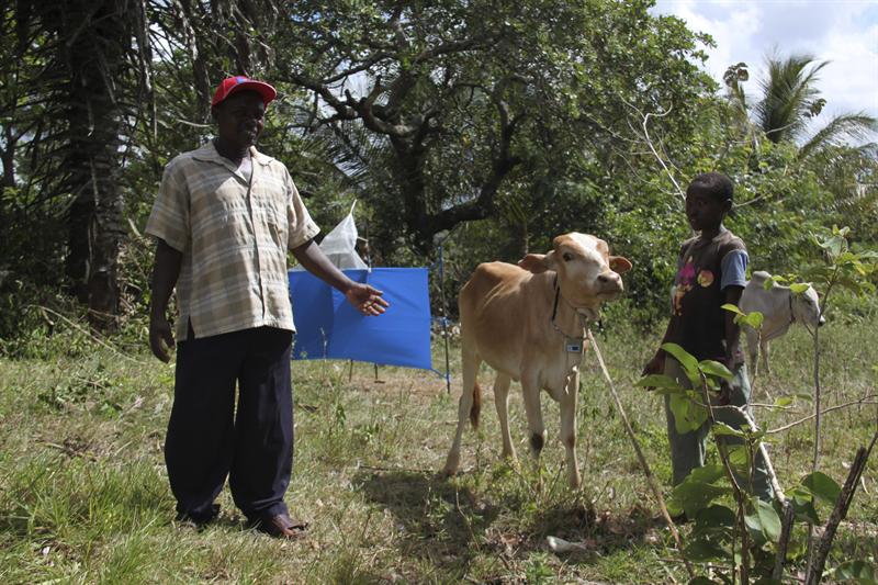 Bisutería bovina para proteger a las vacas de la mosca tse-tsé