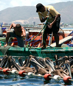 Esperan que baje temperatura del agua para atraer sardinas