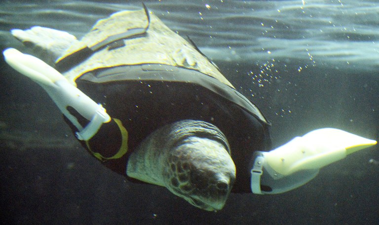 Nuevas aletas para la tortuga Yu (Fotos y Video)