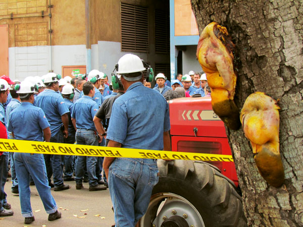 Encuentran lenguas guindadas frente a un árbol en Sidor (FOTO)