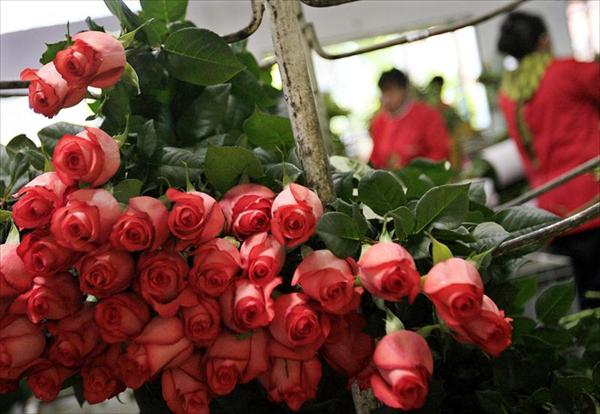 Pronostican pocas ventas para el día de los enamorados