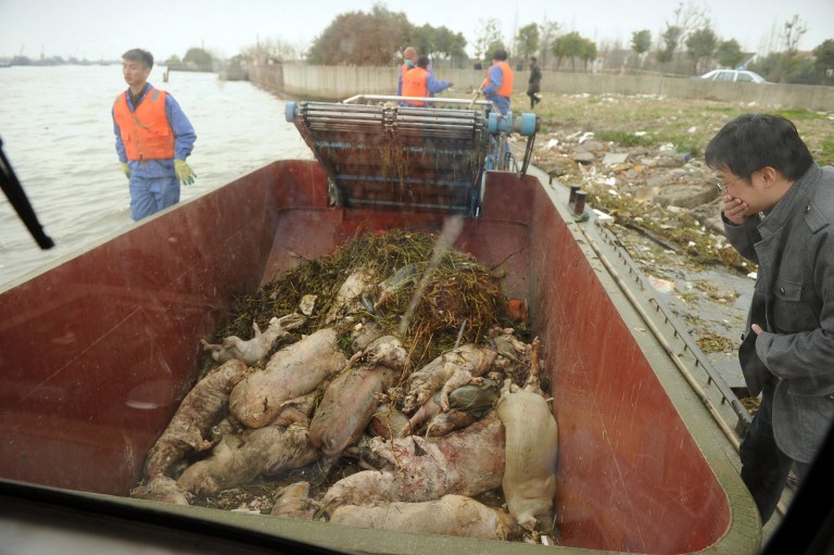 Masacre de cochinos en China asciende a 13 mil