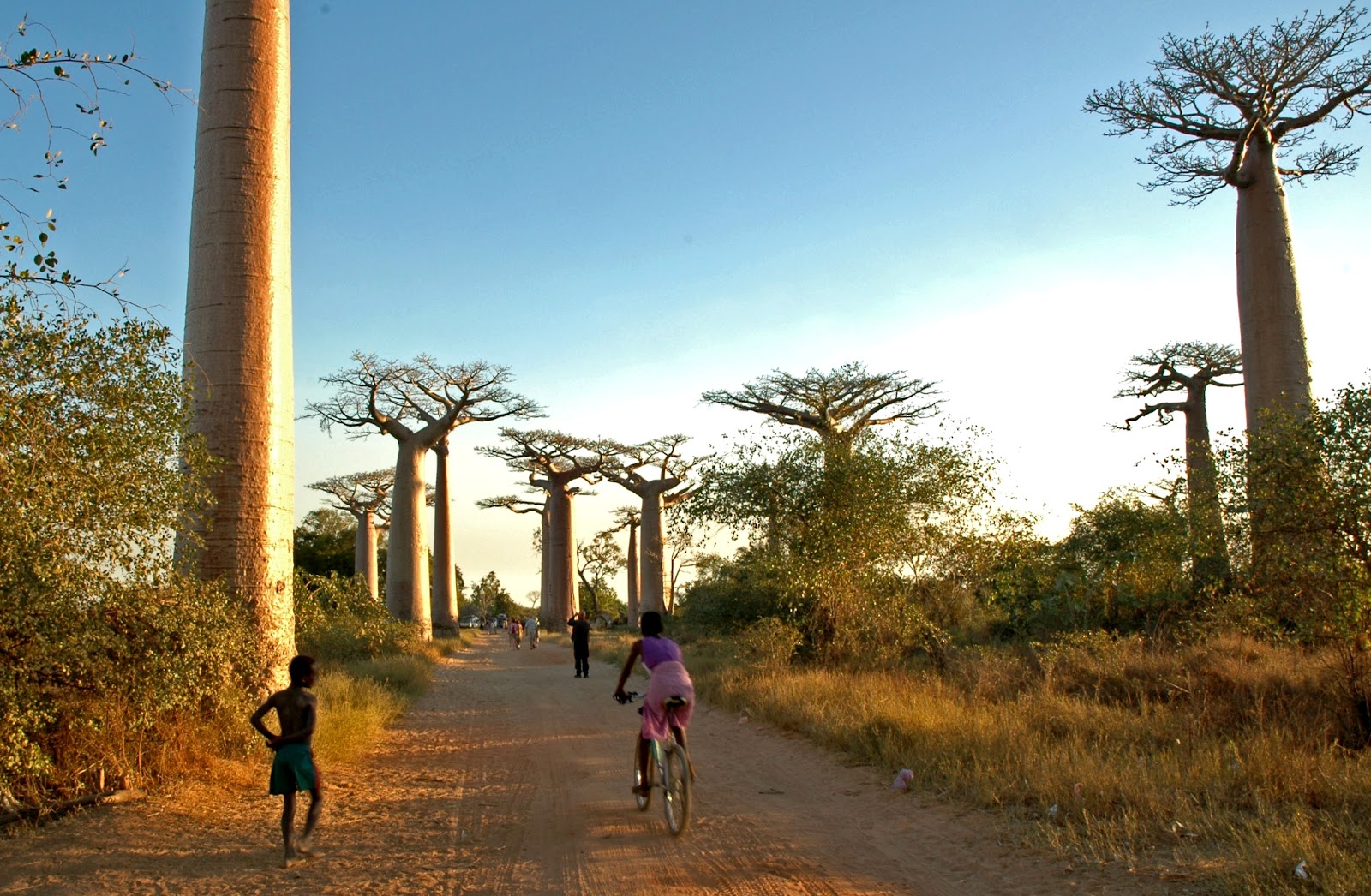 Madagascar necesita 41 millones de dólares para combatir plaga de langostas