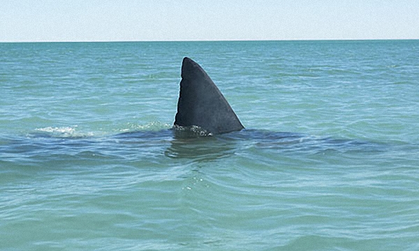 Miles de tiburones se pasean frente a las costas de Florida