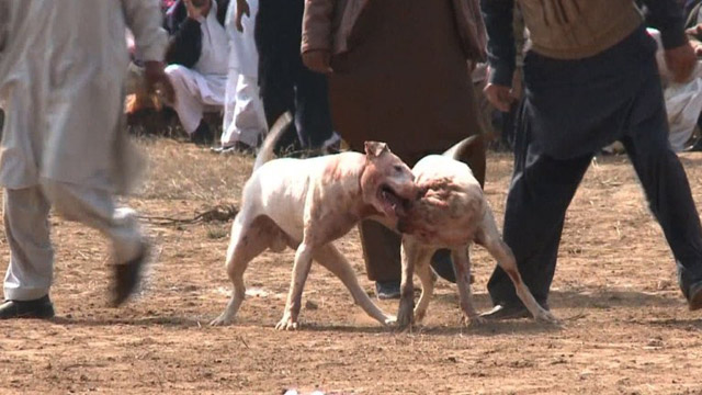 Perros pelean a morir en Pakistán (Video)