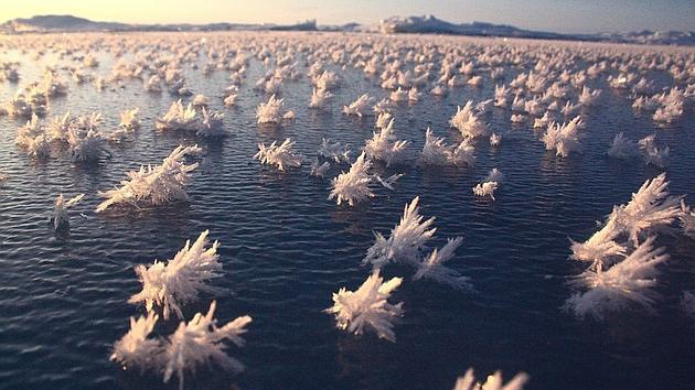 “Flores de hielo” podrían explicarnos de dónde venimos