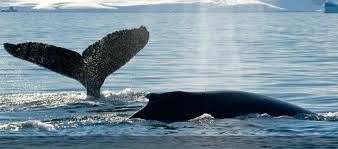 Batalla ante la Corte Internacional de justicia sobre la caza de ballenas