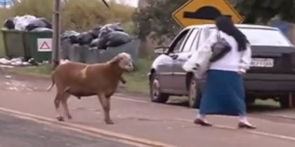 Cabra pelea contra todos a su paso (Video)