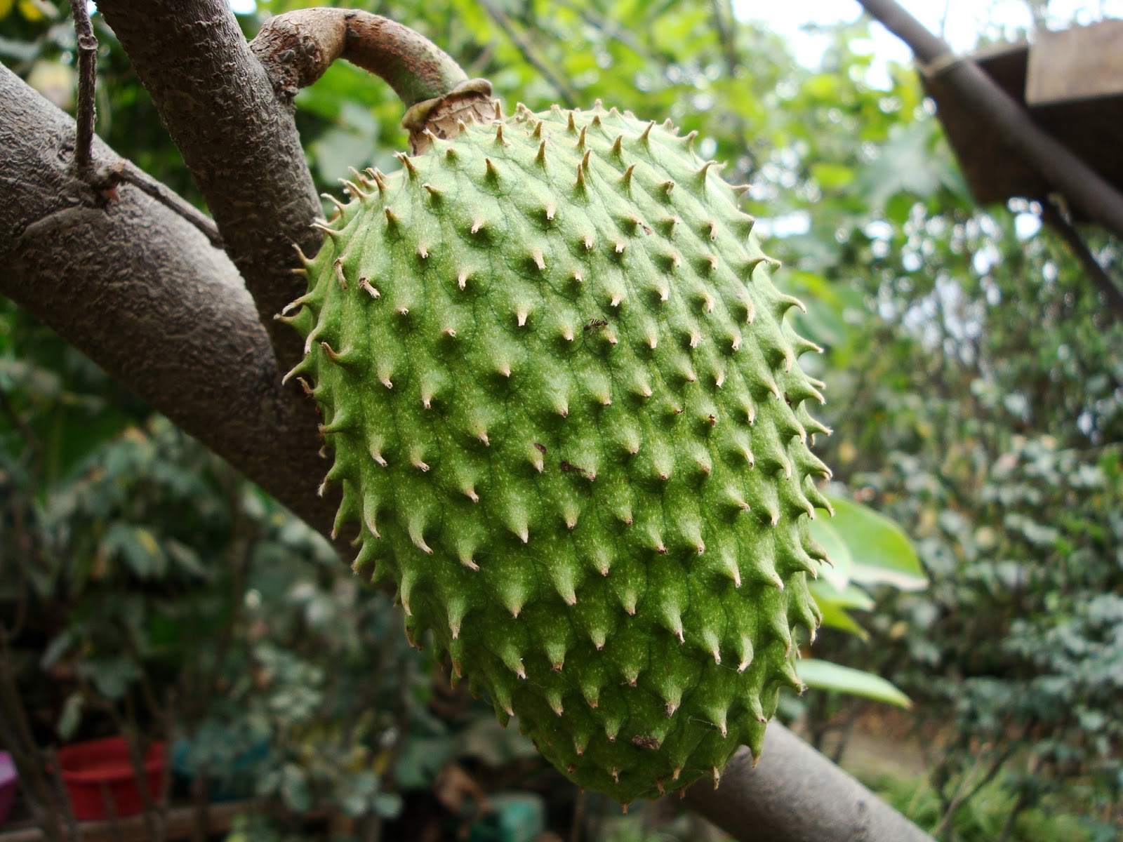 Conoce la fruta que mata las células cancerosas