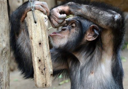 Los humanos son más impulsivos que los chimpancés en la adolescencia