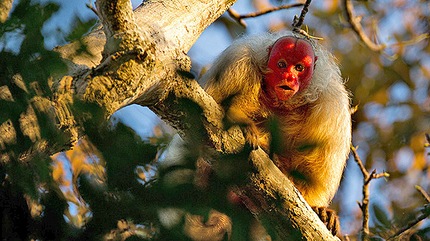 Los animales más feos ya tienen una organización que los defienda