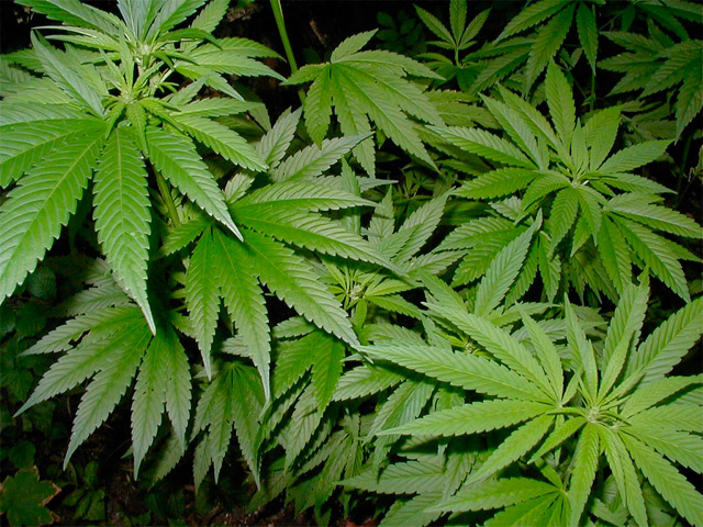 Incautan en Paraguay mil 200 kilos de marihuana destinada a Brasil