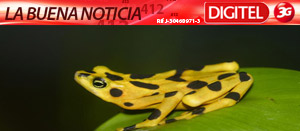 Científicos reproducen ranas doradas en cautiverio por primera vez (Fotos)