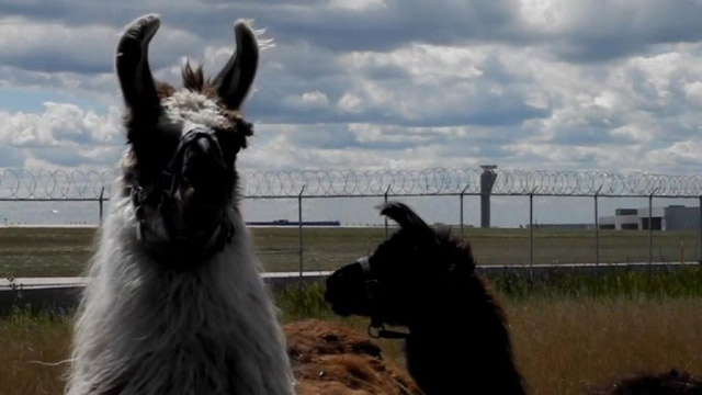 Animales jardineros en aeropuerto de Chicago (Video)