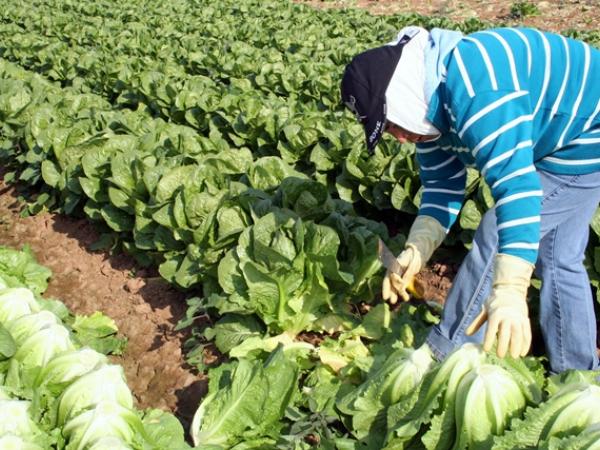 FAO confía en que países que aún sufren hambre pueden avanzar en su combate