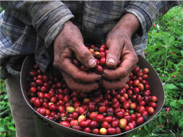 Aprueban aumento del precio de maíz amarillo y café al productor