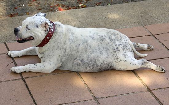 Las mascotas comen cuando tienen conflictos emocionales al igual que los humanos