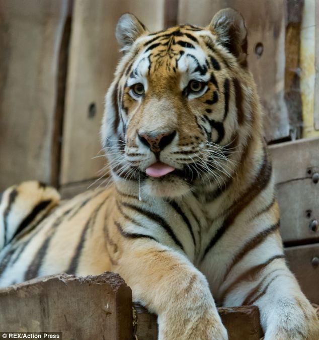 Empleada pierde un brazo tras ataque de un tigre