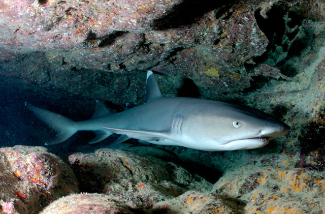 La pesca excesiva de tiburones amenaza a los corales