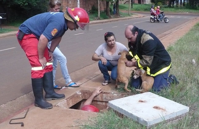 No quería más perros y los tiró a la alcantarilla (Foto)