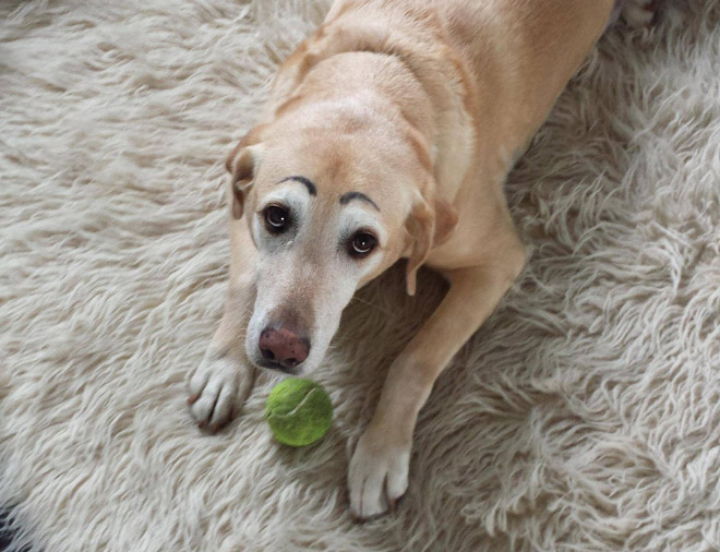 ¿Los perros van al cielo?