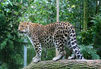 leopardo_de_amur