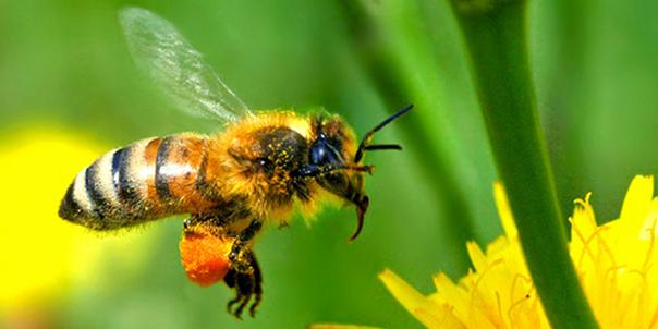 Aumenta la urgencia por conocer las causas de la desaparición de las abejas