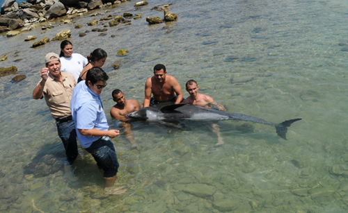 Ballena que varó en Puerto Cabello murió por problemas cardiorespiratorios