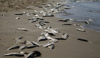 Encontraron peces muertos en Lechería