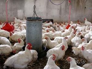 Se pierden 50 toneladas de pollo al día en Avidoca