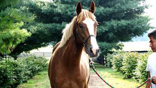 Sacrificado Hechicero hijo de Curlin en Bambera