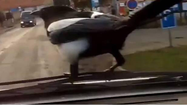 ¿Para qué volar? Pajarito se buscó su propio medio de transporte (Video)