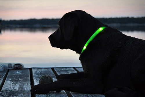 Controla a tu perro con el teléfono