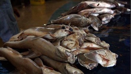 El kilo de pescado aumenta entre 20 y 30% semanal
