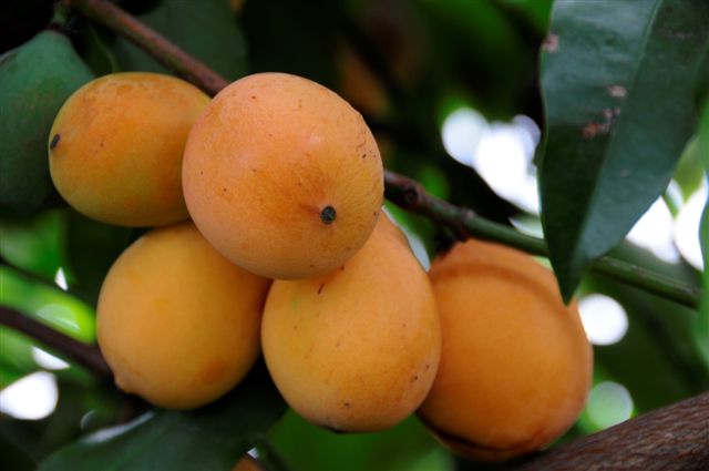 Brasileños identifican propiedades anticancerígenas en árbol originario de Bolivia