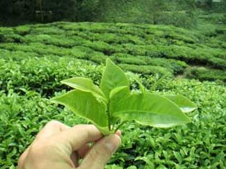 Estimula tu cerebro tomando té verde