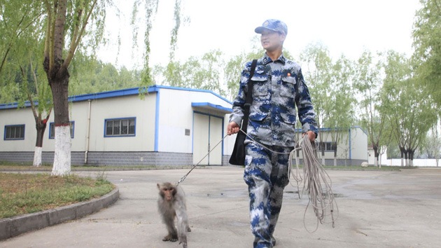 Macacos, la nueva arma secreta de China